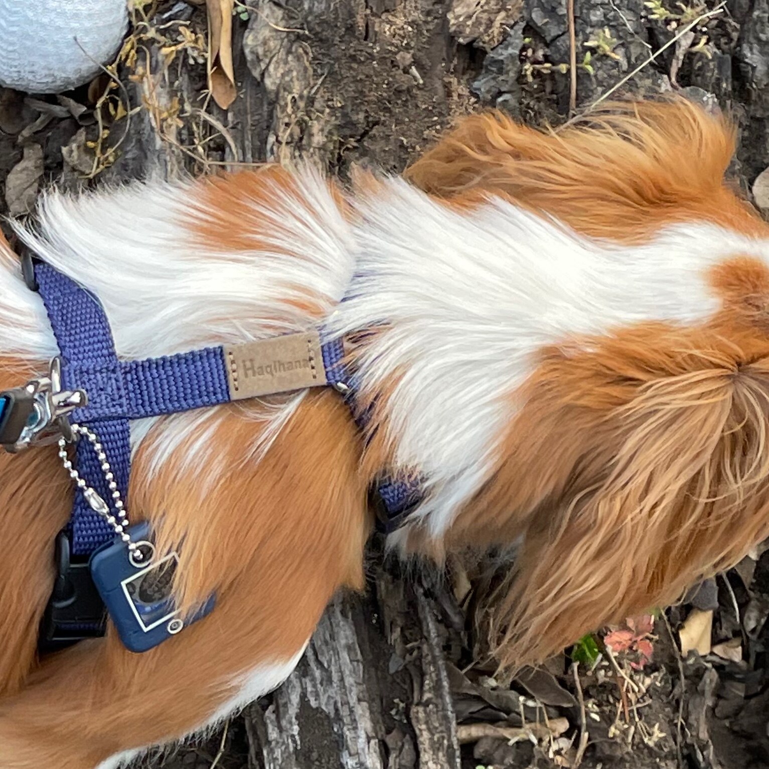 犬ハーネス 小型犬 中型犬【Haqihana ハキハナハーネス XSサイズ