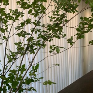 生花 ドウダンツツジ 枝物 1m程度 5本 Room 欲しい に出会える 生花 ドウダンツツジ 枝物 1m程度 5本 Room 欲しい に出会える