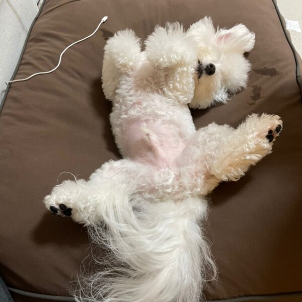 中型犬サイズのペットベッド Yogibo Doggybo Midi（ ヨギボー ドギボー 