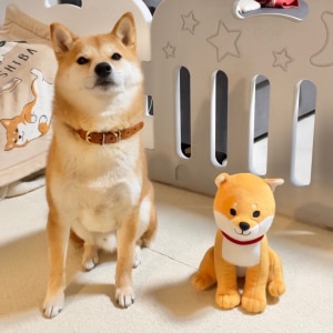 柴犬りんご郎 Familyのroom 欲しい に出会える 柴犬りんご郎 Familyのroom 欲しい に出会える