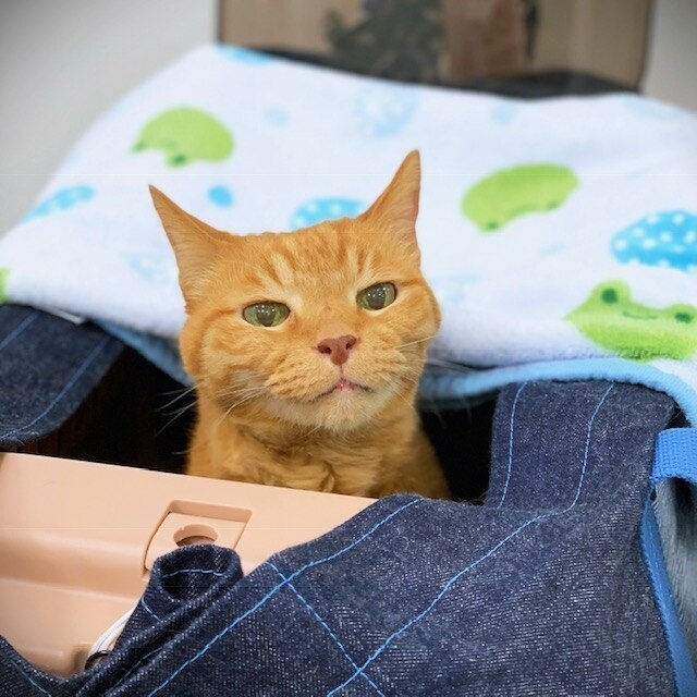 にゃんず日記のROOM - 欲しい! に出会える。