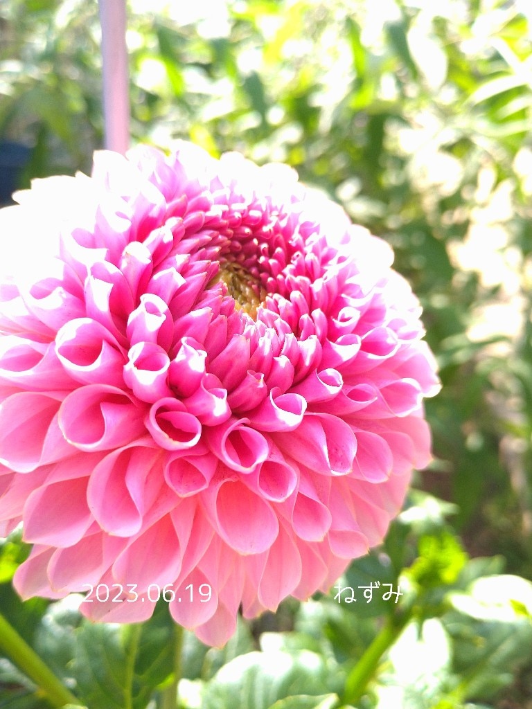 球根/[23年3月中下旬予約]ボール咲きダリア：ピンクサファイヤ1球入り