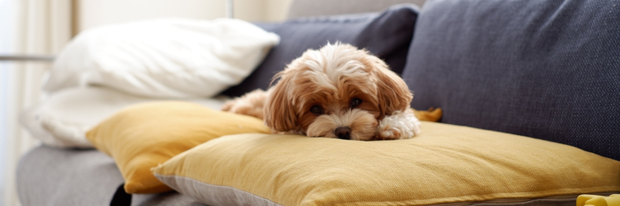 マルプー🐶ちゃちゃまる のROOM - 欲しい! に出会える。