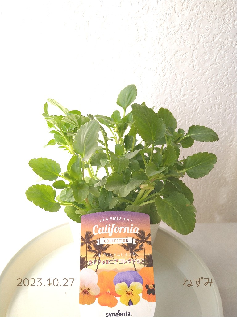 草花の苗/[23年10月下旬予約]ビオラ：カリフォルニア アイボリーオレンジ3.5号ポット*
