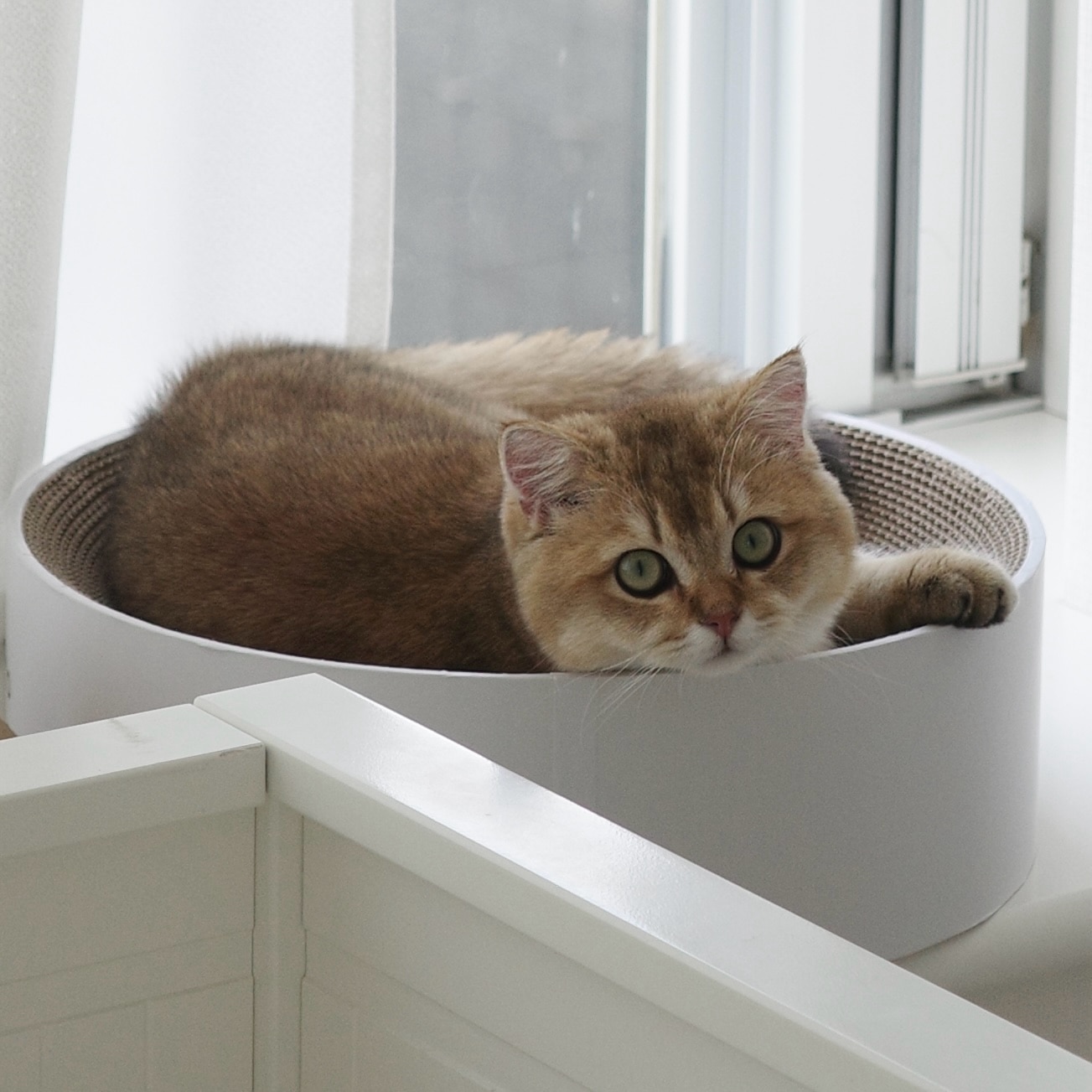 ieneko 公式 爪とぎ 段ボール とぎカスが出ない 爪研ぎ ボウル ダンボール ベッド 丸 猫ベッド すり鉢 ゴミが出ない 丈夫 長持ち 頑丈 耐久 インテリア ホワイト おしゃれ シンプル 送料無料 いえねこ イエネコ
