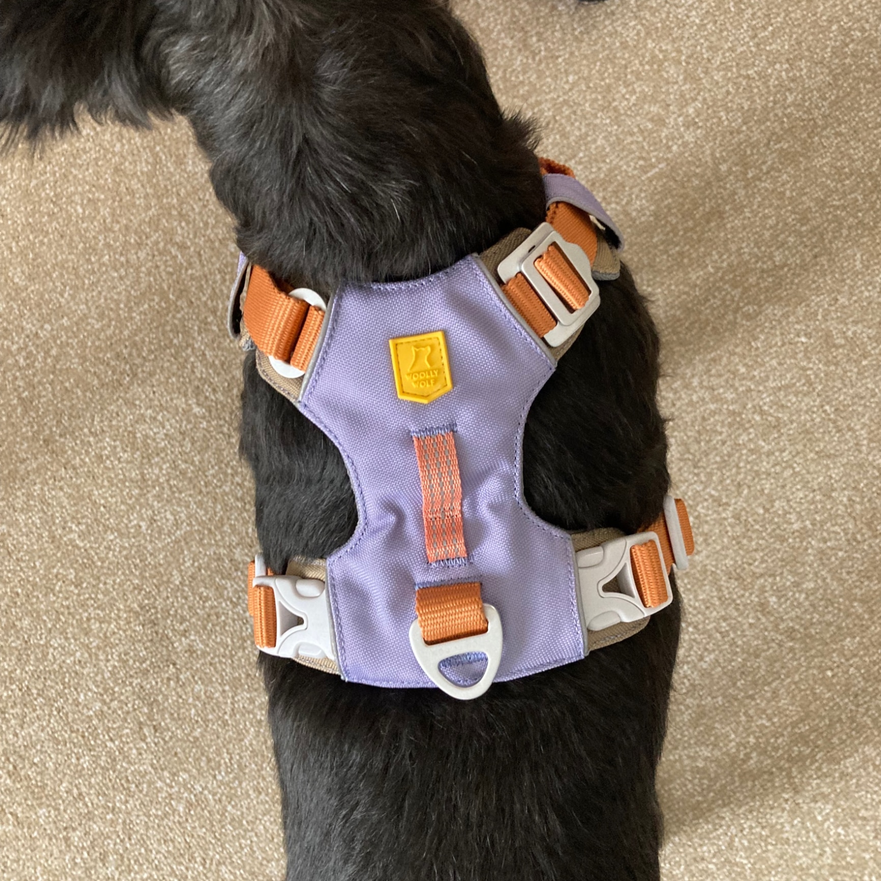【S】ウーリーウルフ woollywolf ALPHA360軽量ハーネス　小型犬 S】ウーリーウルフ woollywolf ALPHA360軽量ハーネス 小型犬