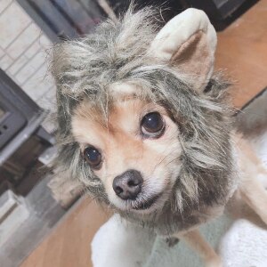 Namsan ペット 帽子 ライオン 犬猫用コスプレ 犬 ライオン 猫 帽子 調節可能着脱簡単 猫 ハロウィン コスプレ M Room 欲しい に出会える