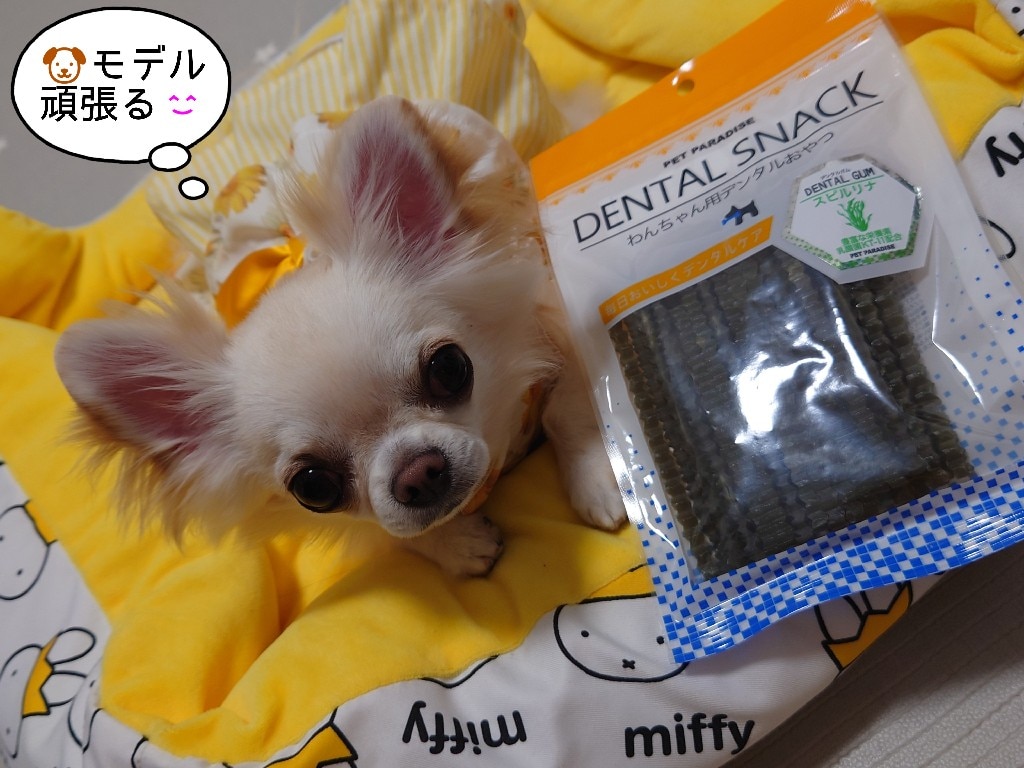 megu♡*様専用 犬服ハンドメイド☆むず - 犬用品