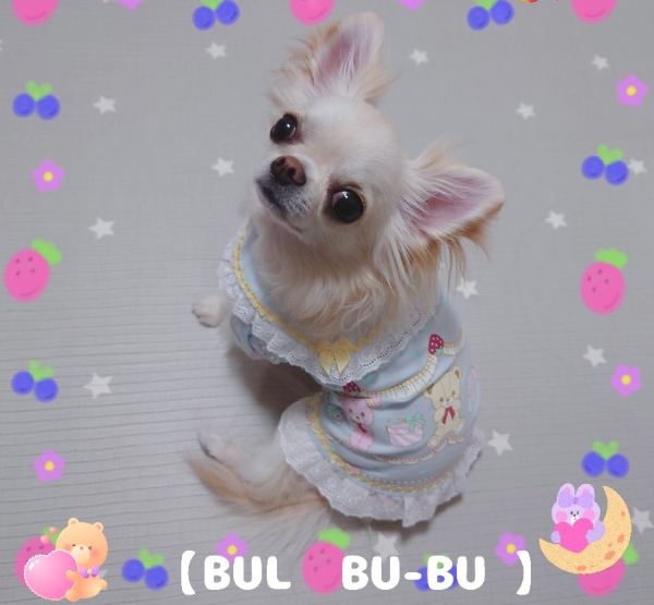ブルブブ 犬服3点セット SS 【公式通販】