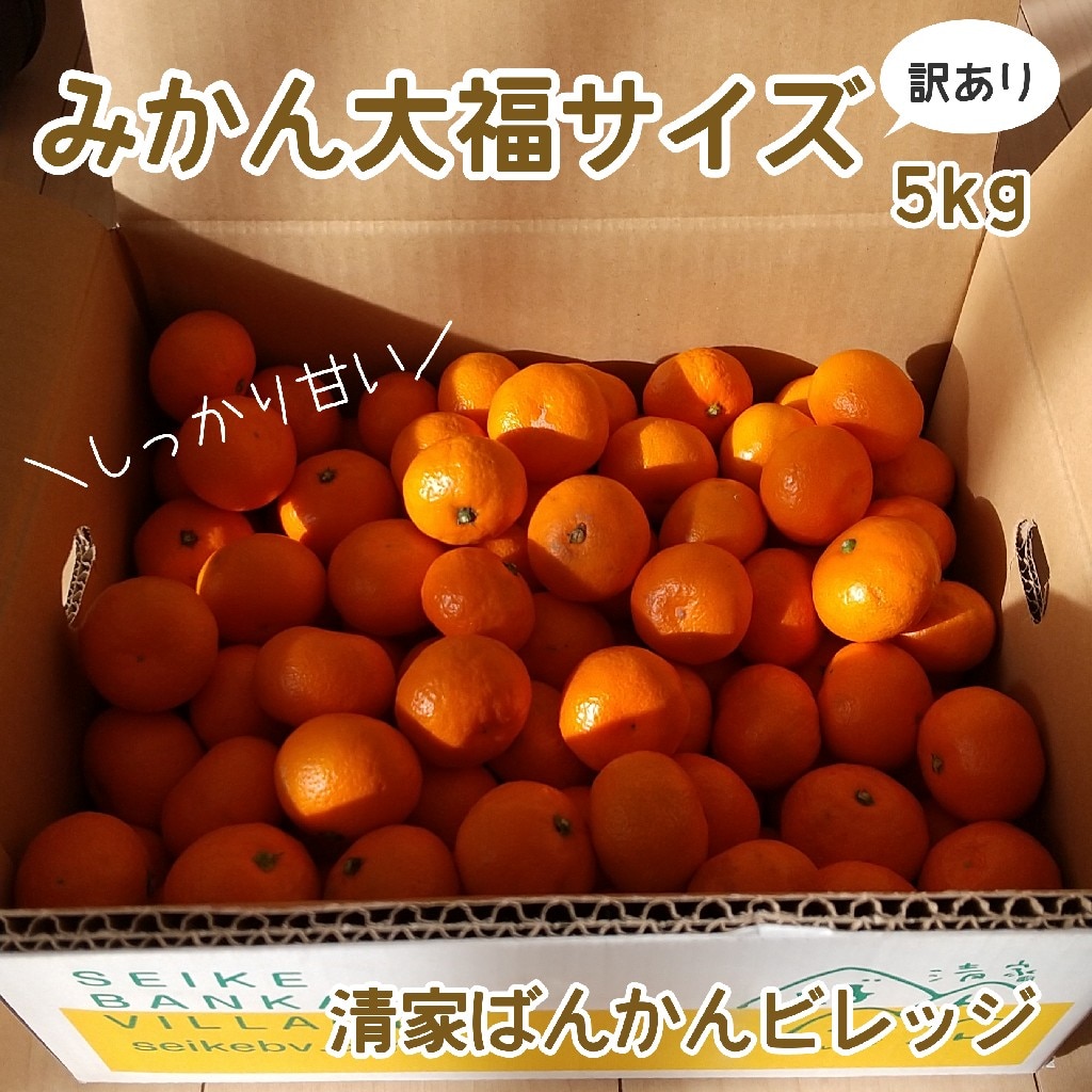みかん大福サイズ 3S 小玉みかん 5kg 訳あり 大福 和菓子 業務用 みかん大福サイズ 3S 小玉みかん 5kg 訳あり 大福 和菓子 業務用