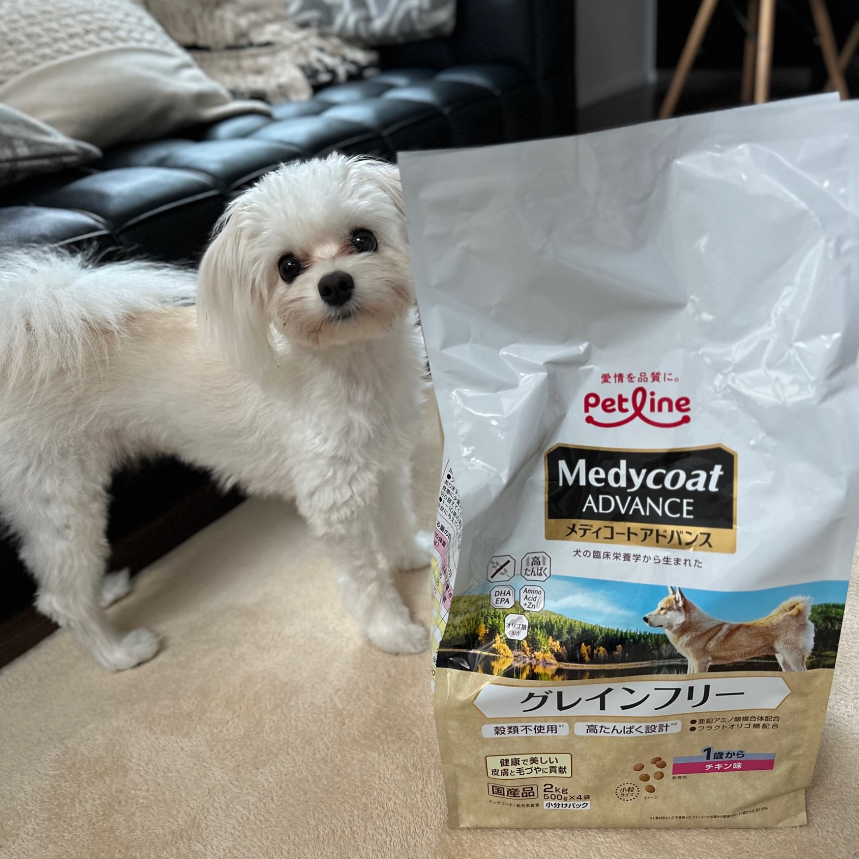 メディコート アドバンス グレインフリー フィッシュ味 成犬用 2kg 1歳