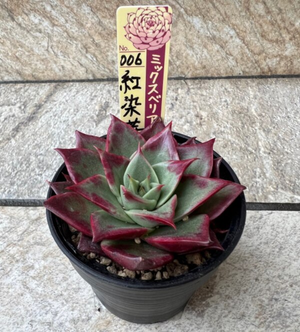 多肉植物 oriミックスベリア No.006 紅染華 多肉植物 おらいさん苗 