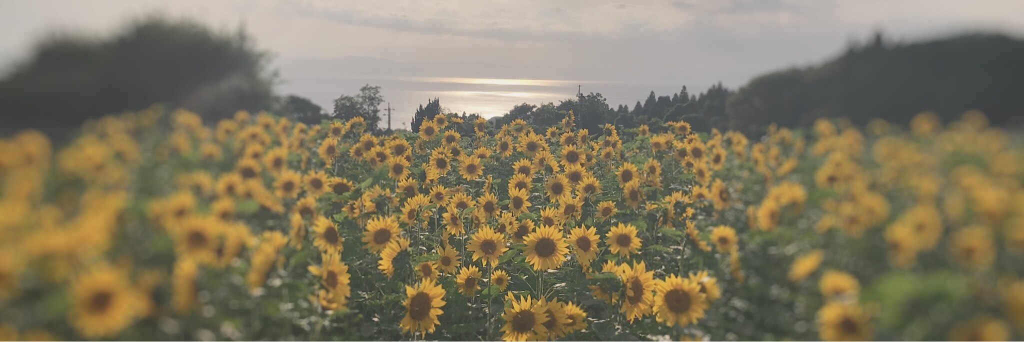 佐藤胡桃 のroom 欲しい に出会える