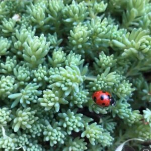 雑草対策に役立つ グランドカバー アイテムはコレ Room 欲しい に出会える 雑草対策に役立つ グランドカバー アイテムはコレ Room 欲しい に出会える