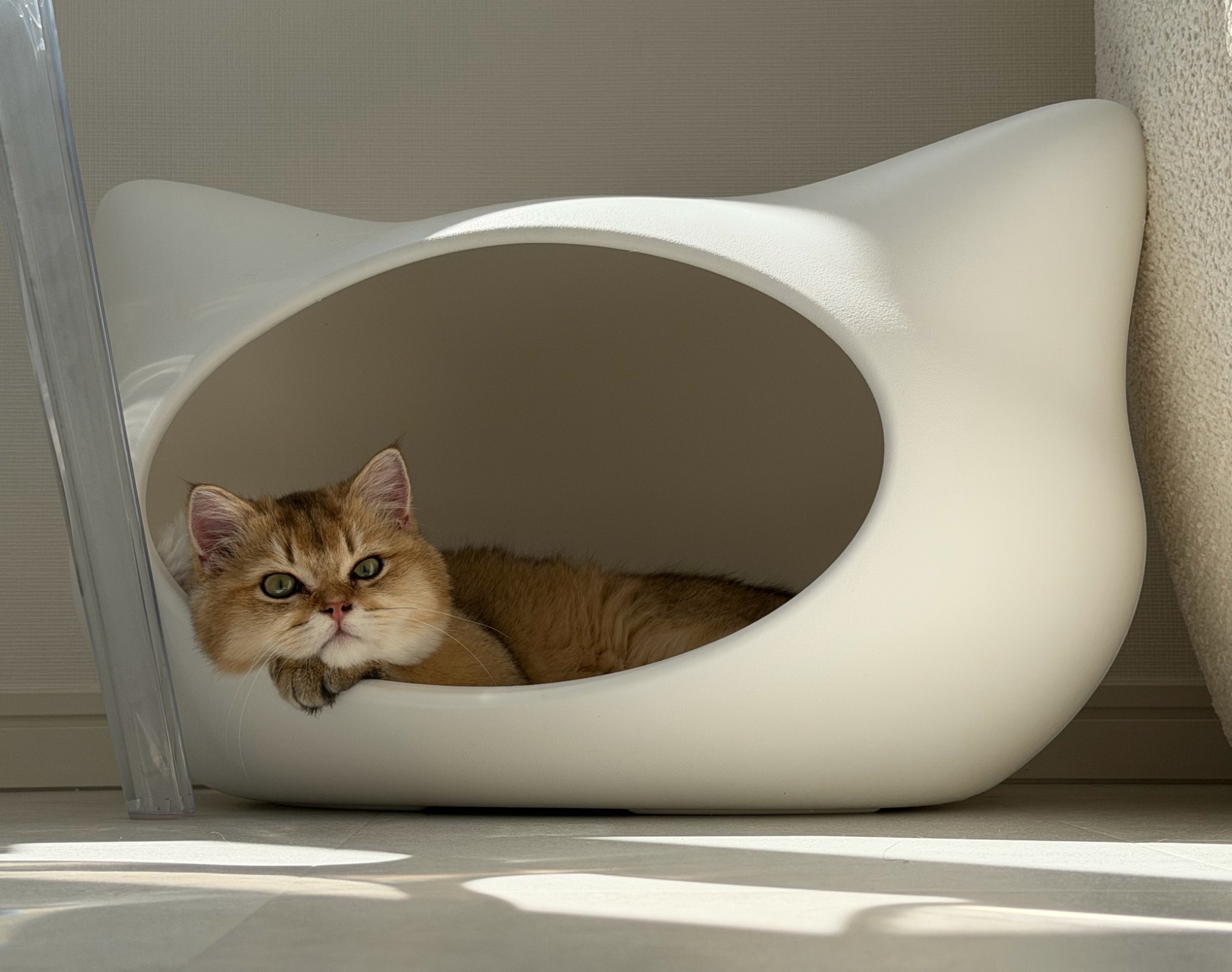 【OFT】 ねころん(クッション付き) ベッド ペット 猫 犬 ハウス クッション ねこ おしゃれ 小型犬 洗える 白 かわいい 涼しい 固い 丈夫 夏 冬 インテリア マット 春 秋 通年 ネコベッド 白 ホワイト