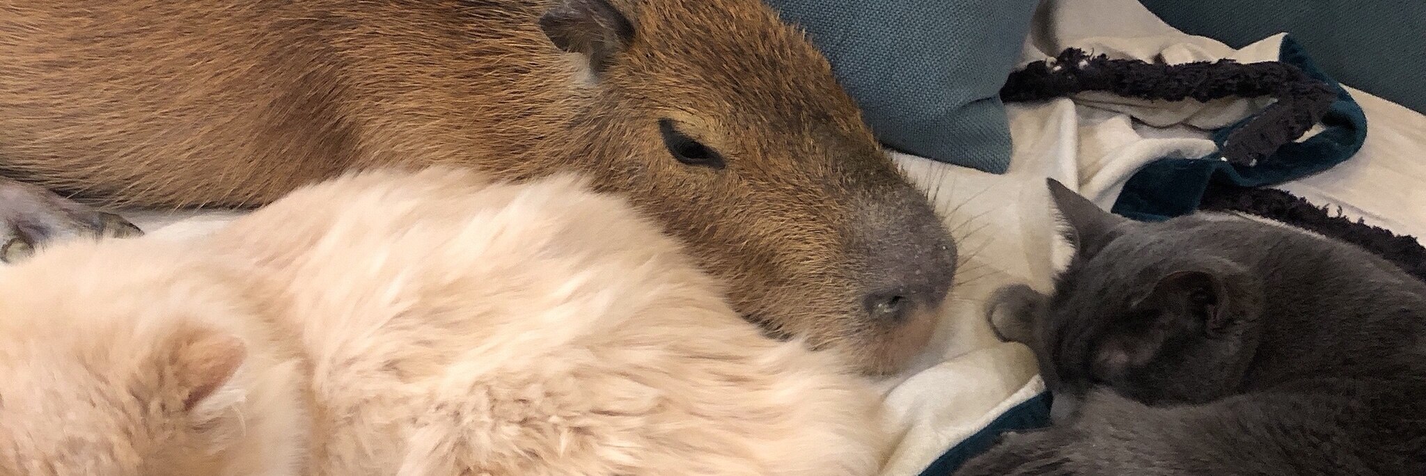 カピねこカフェ吉祥寺のroom 欲しい に出会える