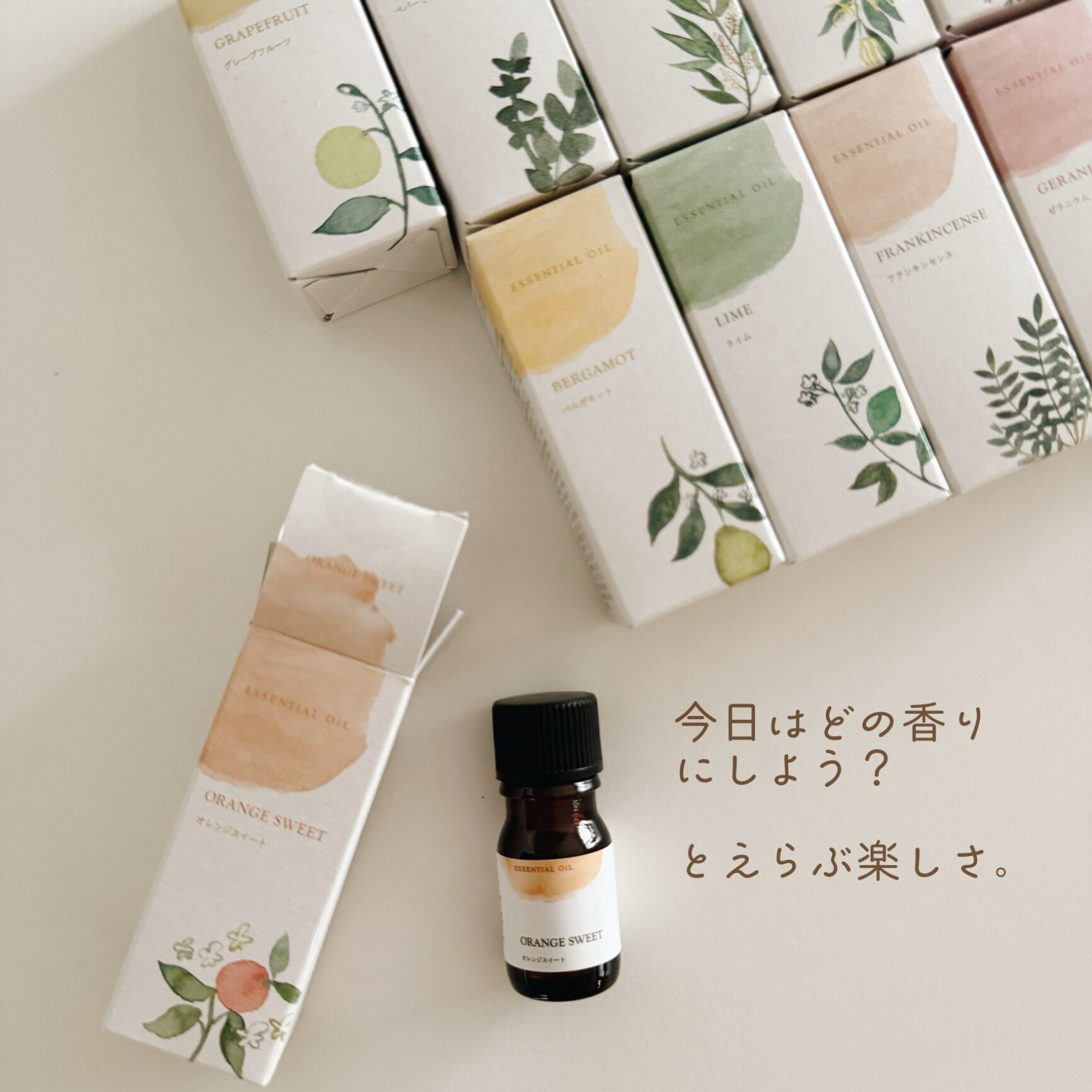生活の木 公式 】大人気エッセンシャルオイル12本セット（5ml×12種類