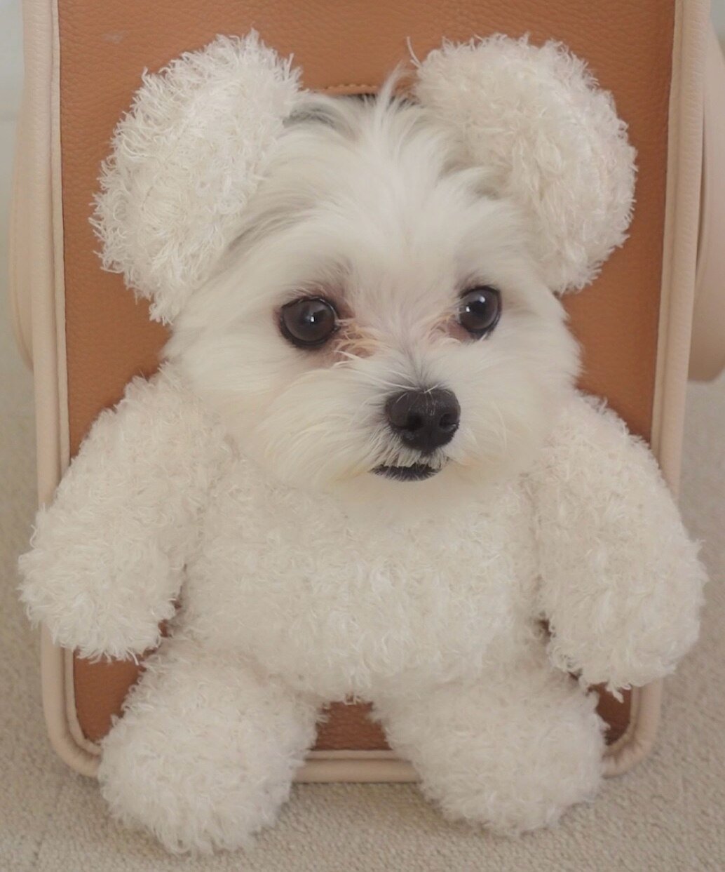 リニューアル前SALE【大人気】顔出しぬいぐるみキャリーバッグ（BEAR