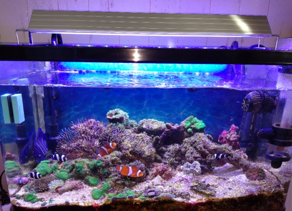 アクロ TRIANGLE LED MARINE 600 20000K 海水魚 サンゴ LED 照明 沖縄 