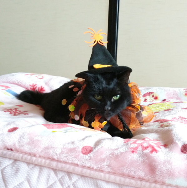 猫洋服 ハロウィン コスプレ 魔女 二点セット 魔女コスチューム 猫用