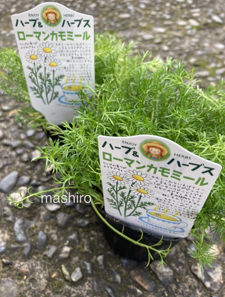 ローマンカモミール/カモマイル ハーブ苗 多年草 グランドカバー用
