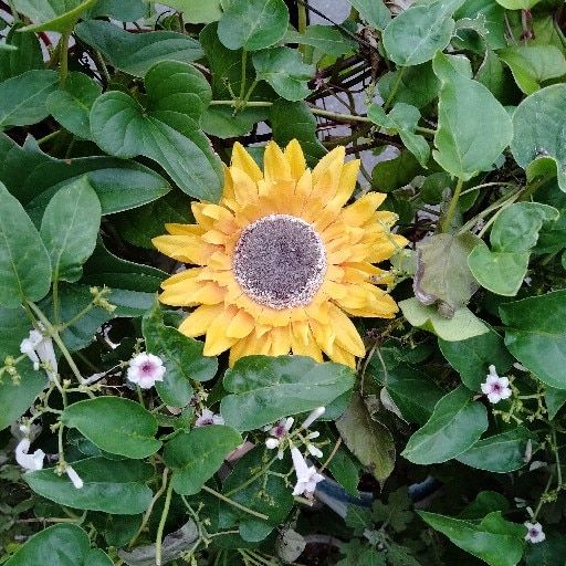 まろん のROOM - 欲しい! に出会える。