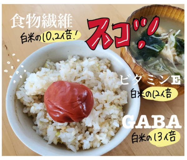 グリーン玄米 5kg(2.5kg×2袋) 玄米【送料無料】 送料無料 こめ