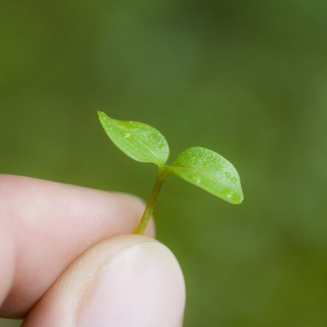 ๐Leafโ๏ธ ใฎROOM - ๆฌฒใใ! ใซๅบไผใใใ