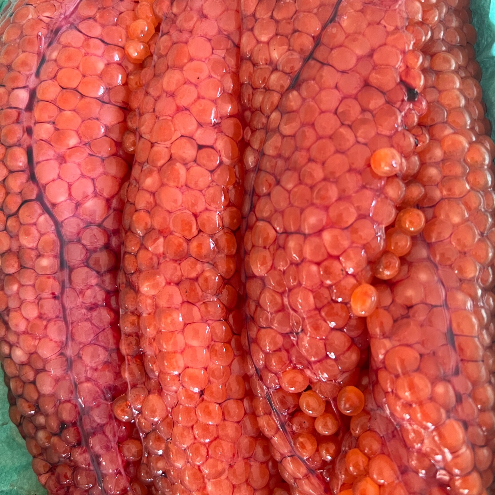 期間限定値下げ！鮮度抜群★北海道産★秋鮭生筋子1kg 残り1kg！【北海道産】秋鮭 生 筋子 1.0kg 本日入荷！15：00まで