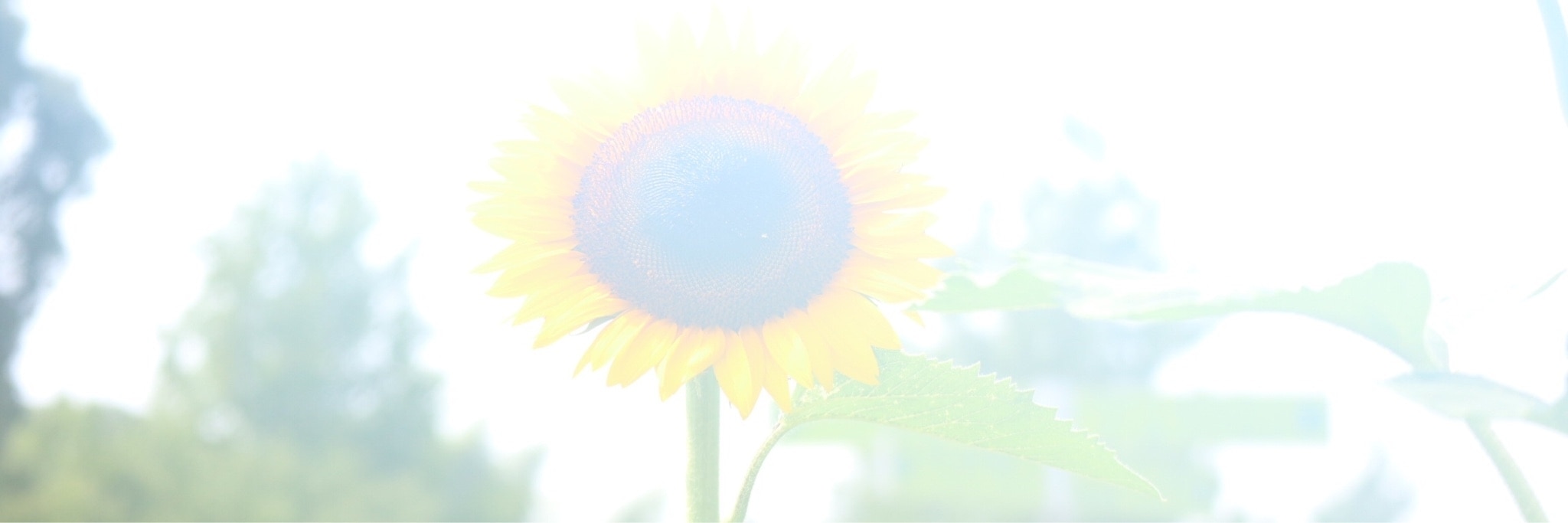 こっぴー 11日経由購入に感謝致します のroom 欲しい に出会える