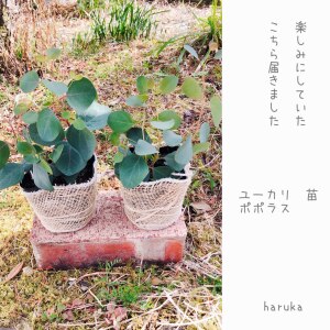 ユーカリ ポポラス 2個セット 花粉症に効く ゆらゆら丸い葉っぱ ガーデニング 観葉植物 Room 欲しい に出会える ユーカリ ポポラス 2個セット 花粉症に効く ゆらゆら丸い葉っぱ ガーデニング 観葉植物 Room 欲しい に出会える