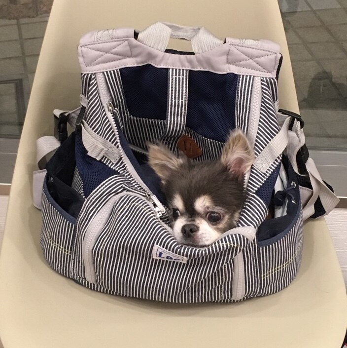 880円OFF】【ペットパラダイス公式】 Lee 犬 リュック キャリーバッグ