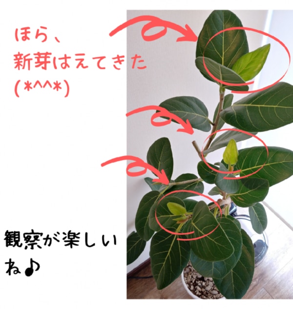 楽天ランキング1位】観葉植物 大型 おしゃれ 大きい 選べる 楽天ランキング1位】観葉植物 大型 おしゃれ 大きい 選べる