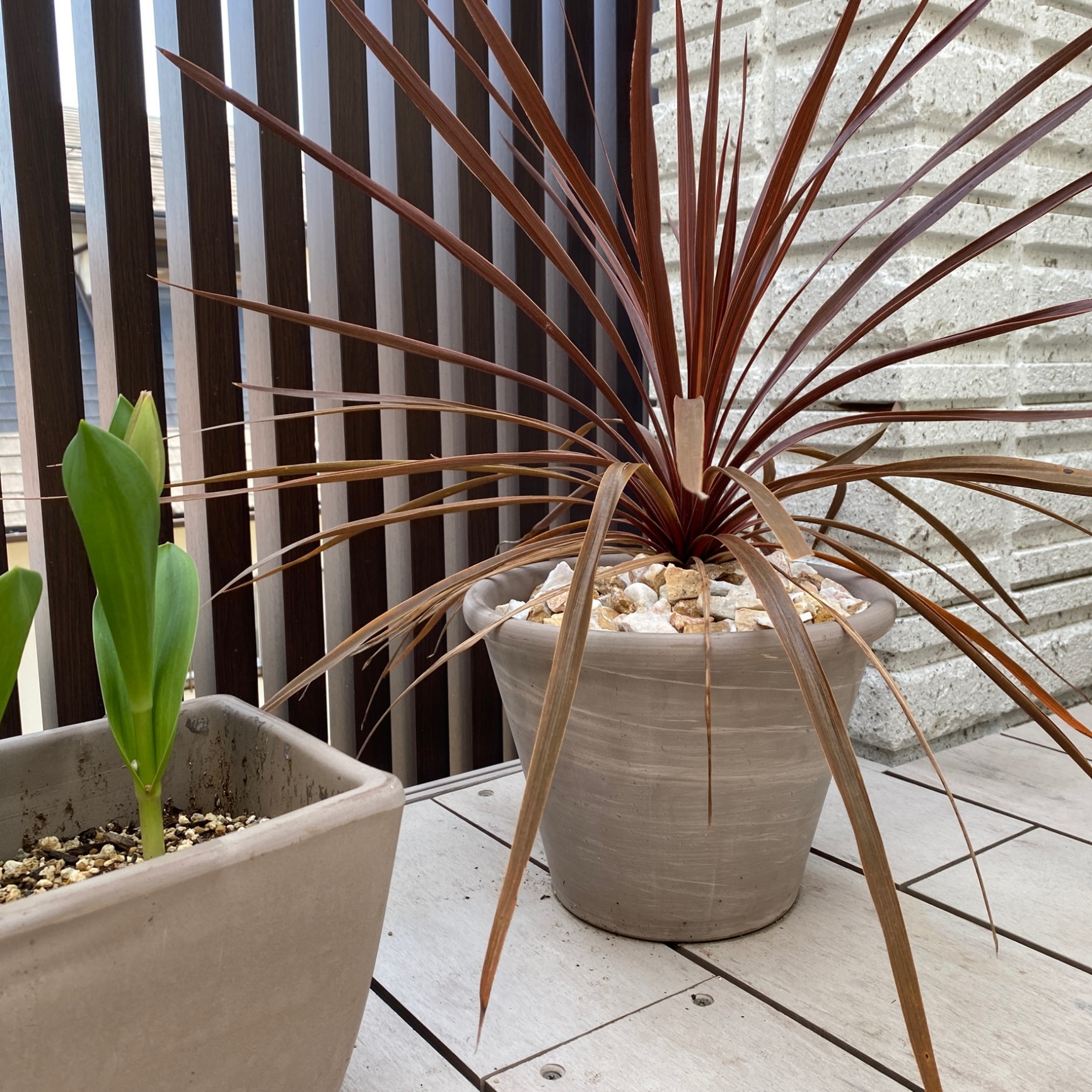 ヴァッソ モカ 8号 ≪植木鉢 イタリアンテラコッタ鉢 素焼き鉢 イタリア≫