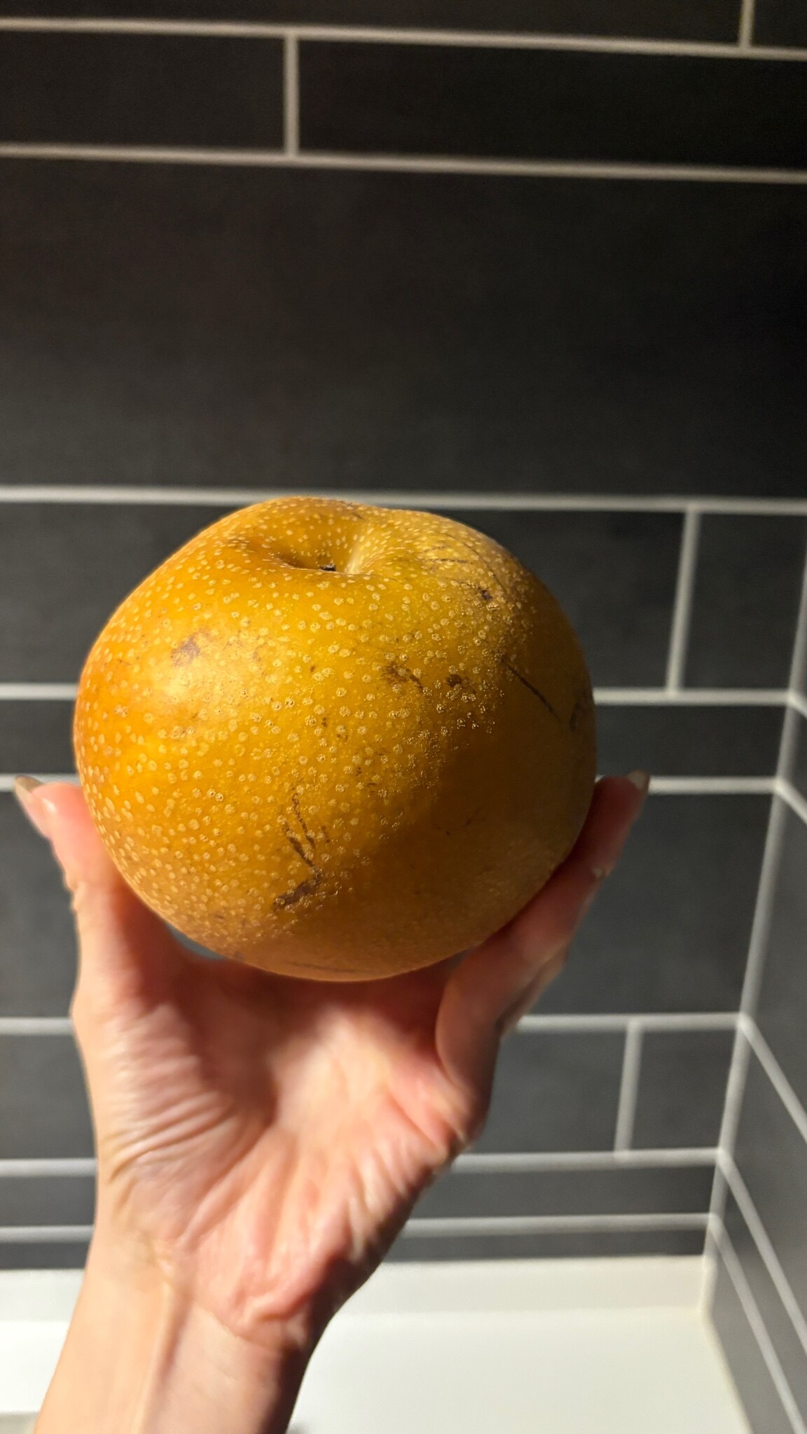 【送料無料】 梨 訳あり 5kg 長野県産 幸水 / 豊水 / 二十世紀 / あきづき / 新高 / 南水 6品種からお好きな梨を選べる！ ご自宅用 お徳用 ご家庭用 | なし 訳あり梨 和梨 ナシ 産地直送 旬の果物 大容量 フルーツ お得 果汁たっぷり 傷あり 変形果 お取り寄せ 信州産