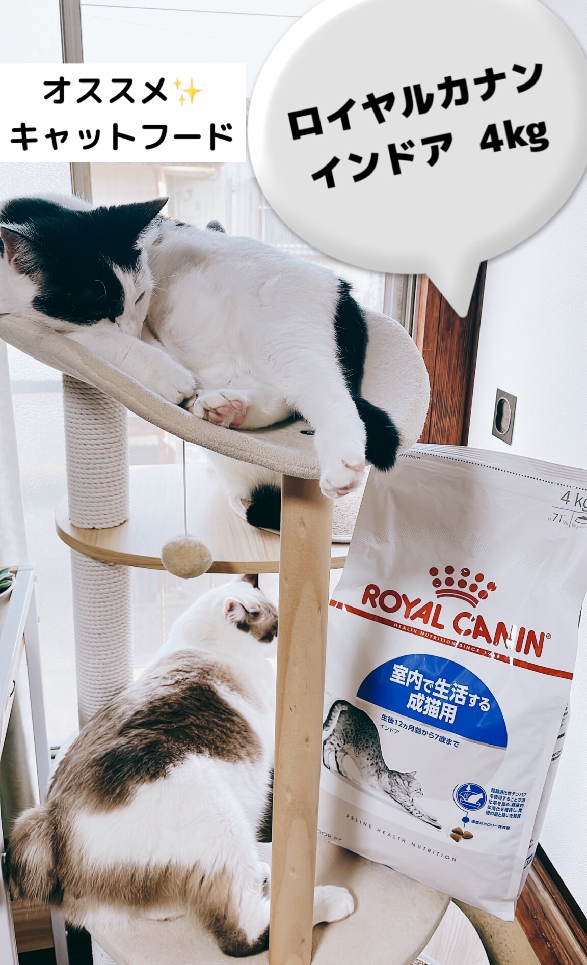 ロイヤルカナン インドア 7＋ 猫用 3.5kg (猫・キャット) [正規品] キャットフード ドライ