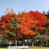 マルイ
