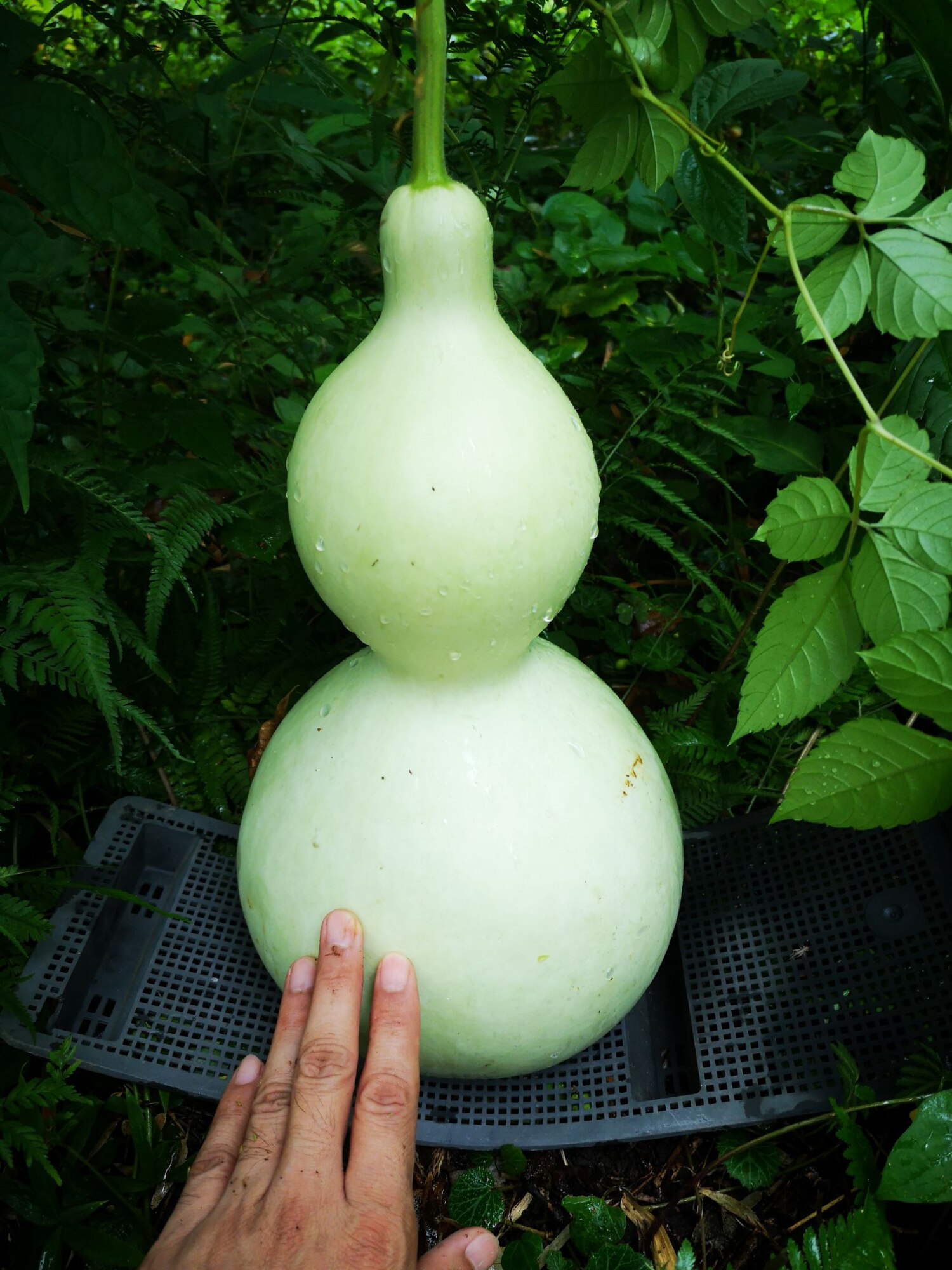【種子】大ひょうたんトーホクのタネ