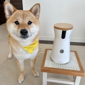 豆柴福ちゃん富くんの飼い主です のroom 欲しい に出会える