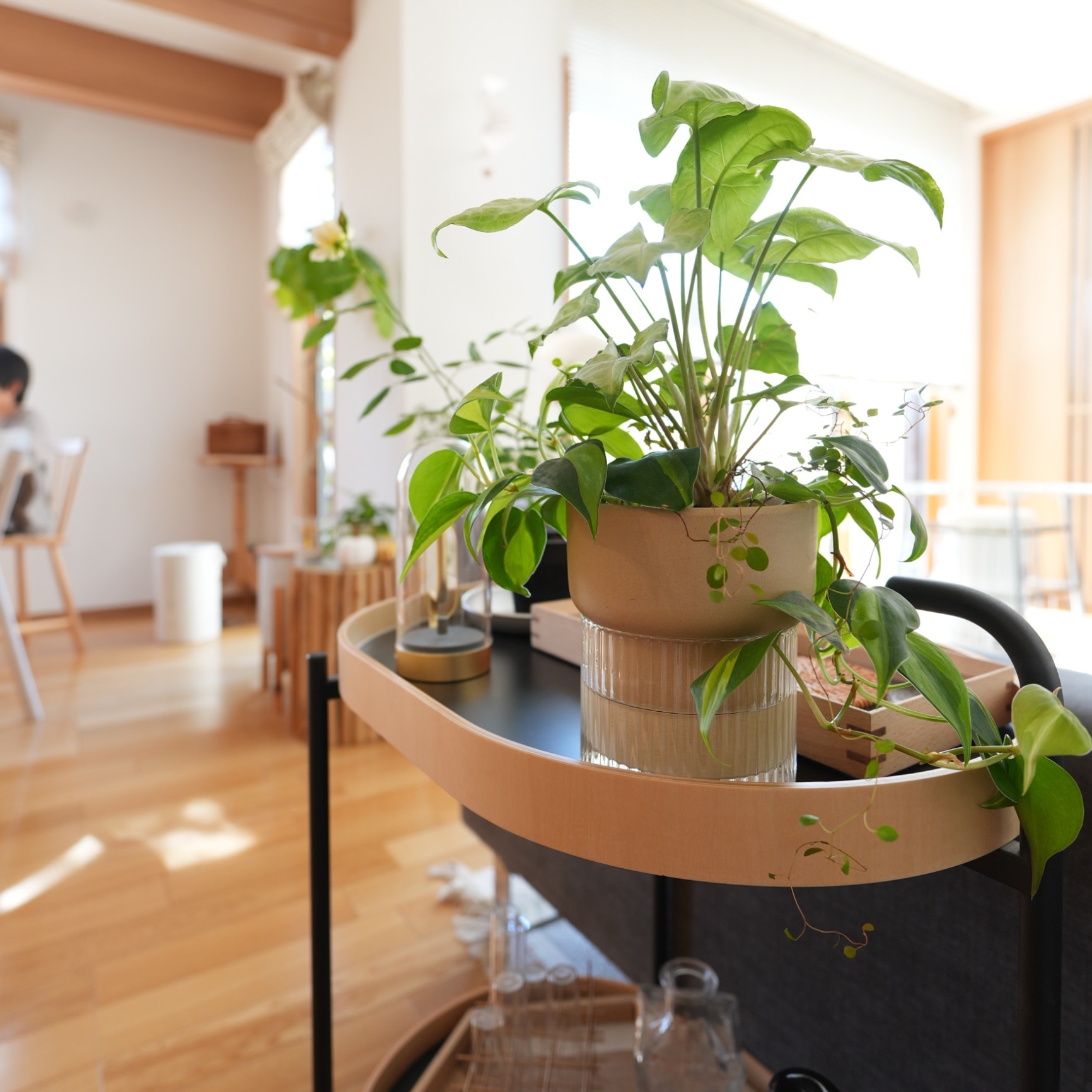 管理が簡単】ボタニカルソーク N 底面給水ポット ≪植木鉢 ガーデン