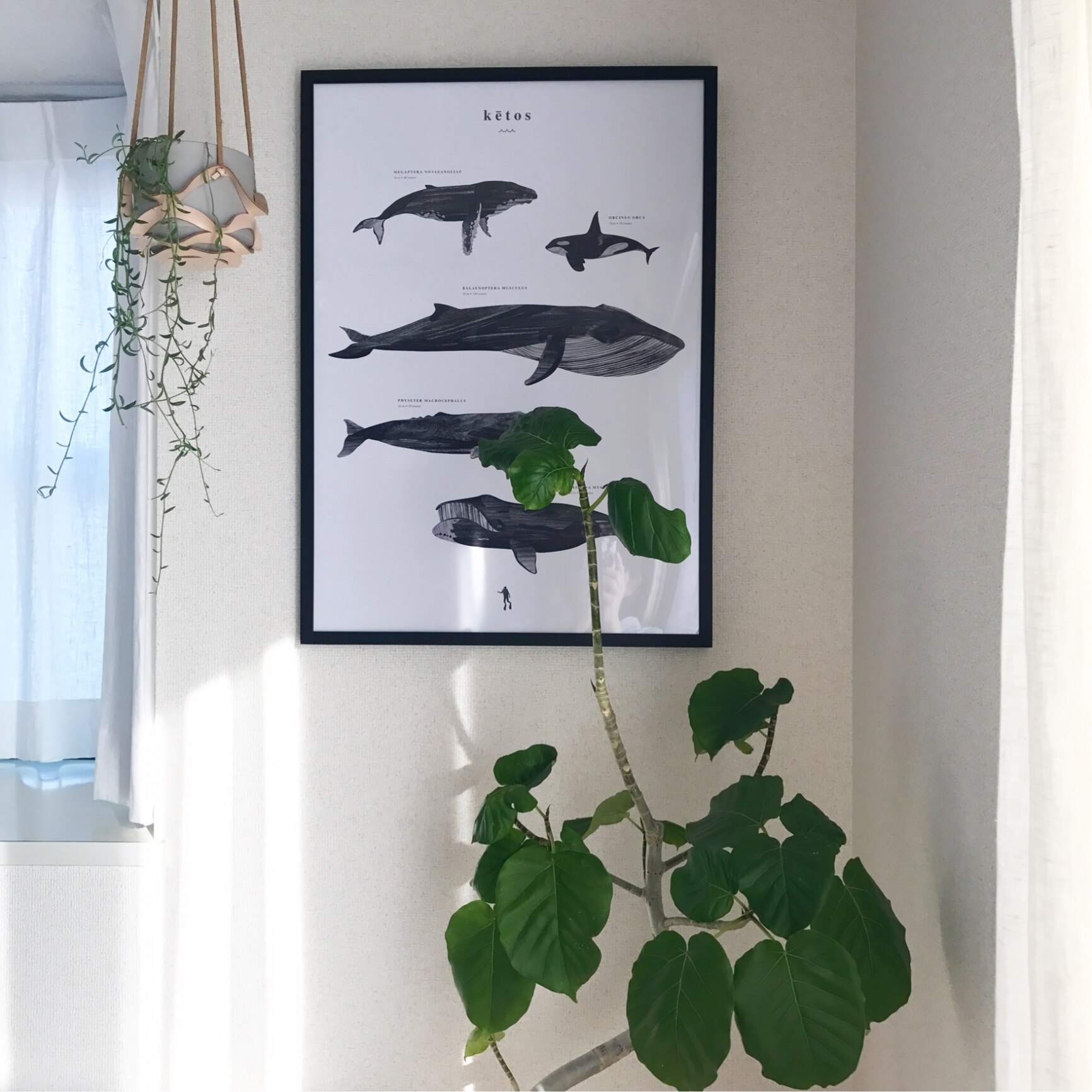 ketos design lapine Coco 50×70 Design／ココラパンデザイン】Ketos Lapine 【Coco Amazon.co.jp: ケトス ココラパン その他