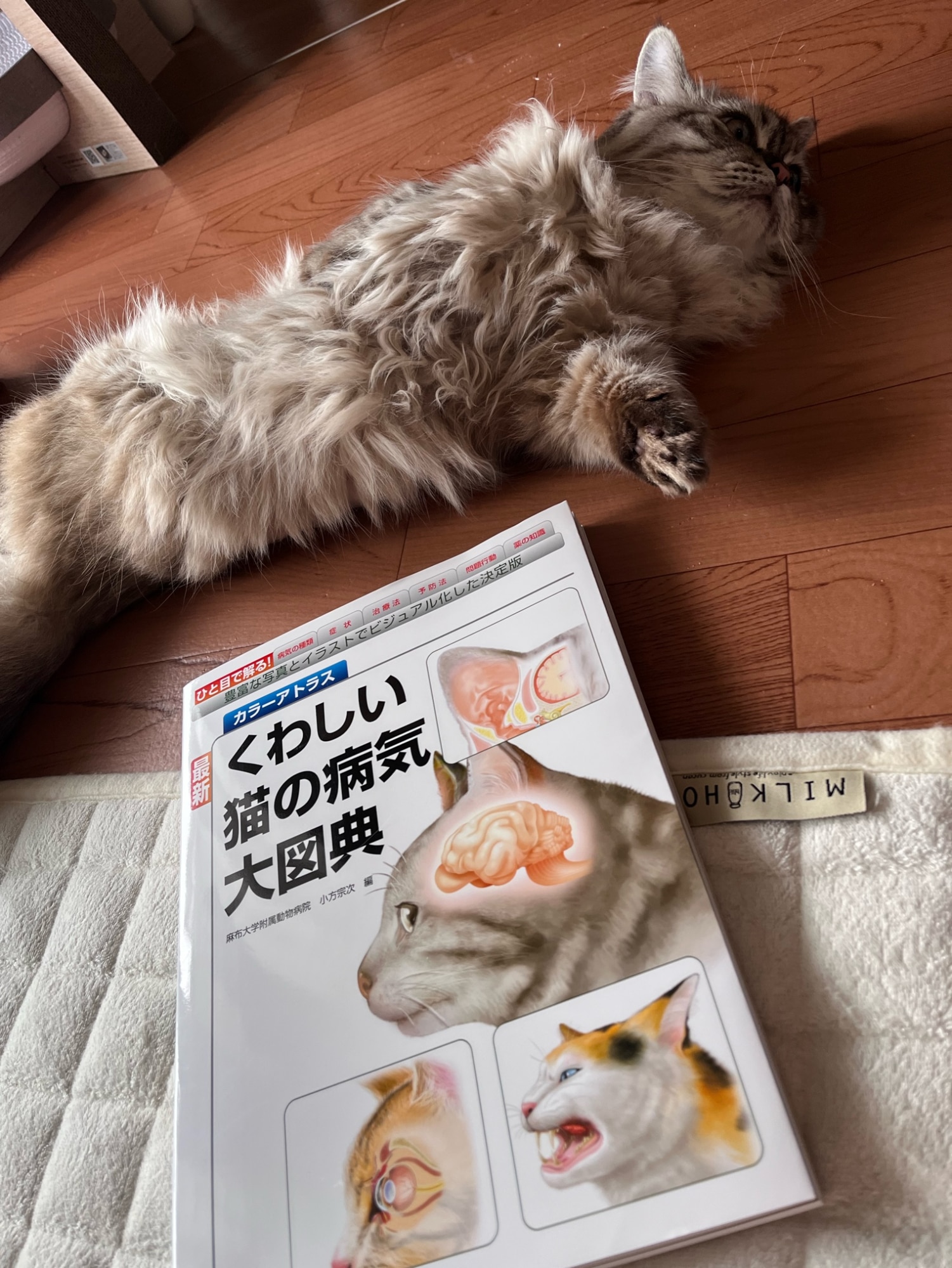 最新 くわしい猫の病気大図典 豊富な写真とイラストでビジュアル化した決定版 （カラーアトラス） [ 小方 宗次 ]