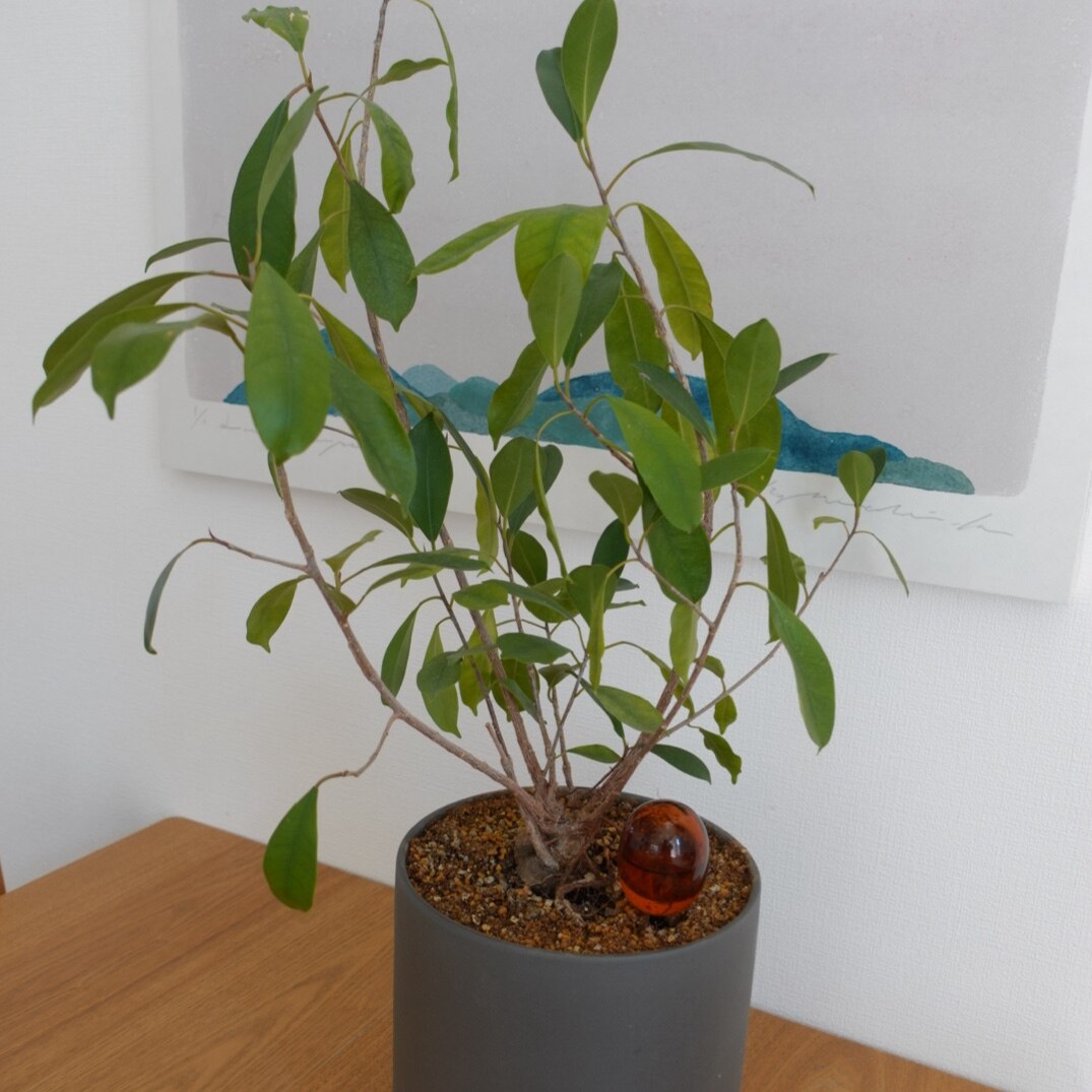 自動給水器 アマブロ amabro TWO TONE WATER DISPENSER S 園芸 鉢植え 観葉植物 水やり 自動 水やり器 水やり機 水差し 60cc ディスペンサー ガーデニング おしゃれ かわいい ガラス製 ツートンカラー 吸水 液体肥料 多肉植物 留守用 室内 小型 便利 ギフト