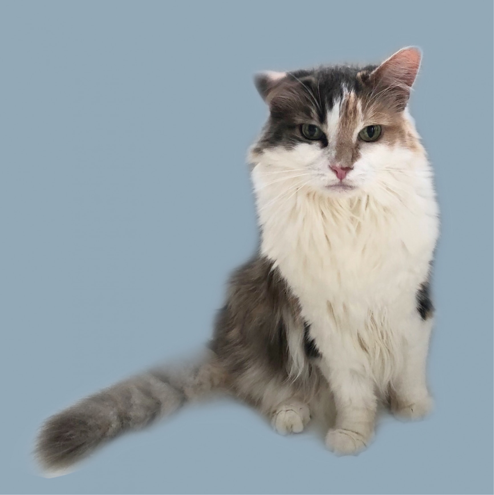 こねこまるのroom 欲しい に出会える