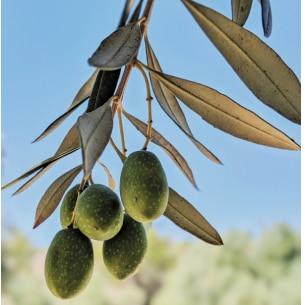 ルーカス Lucas のROOM 欲しい! に出会える。