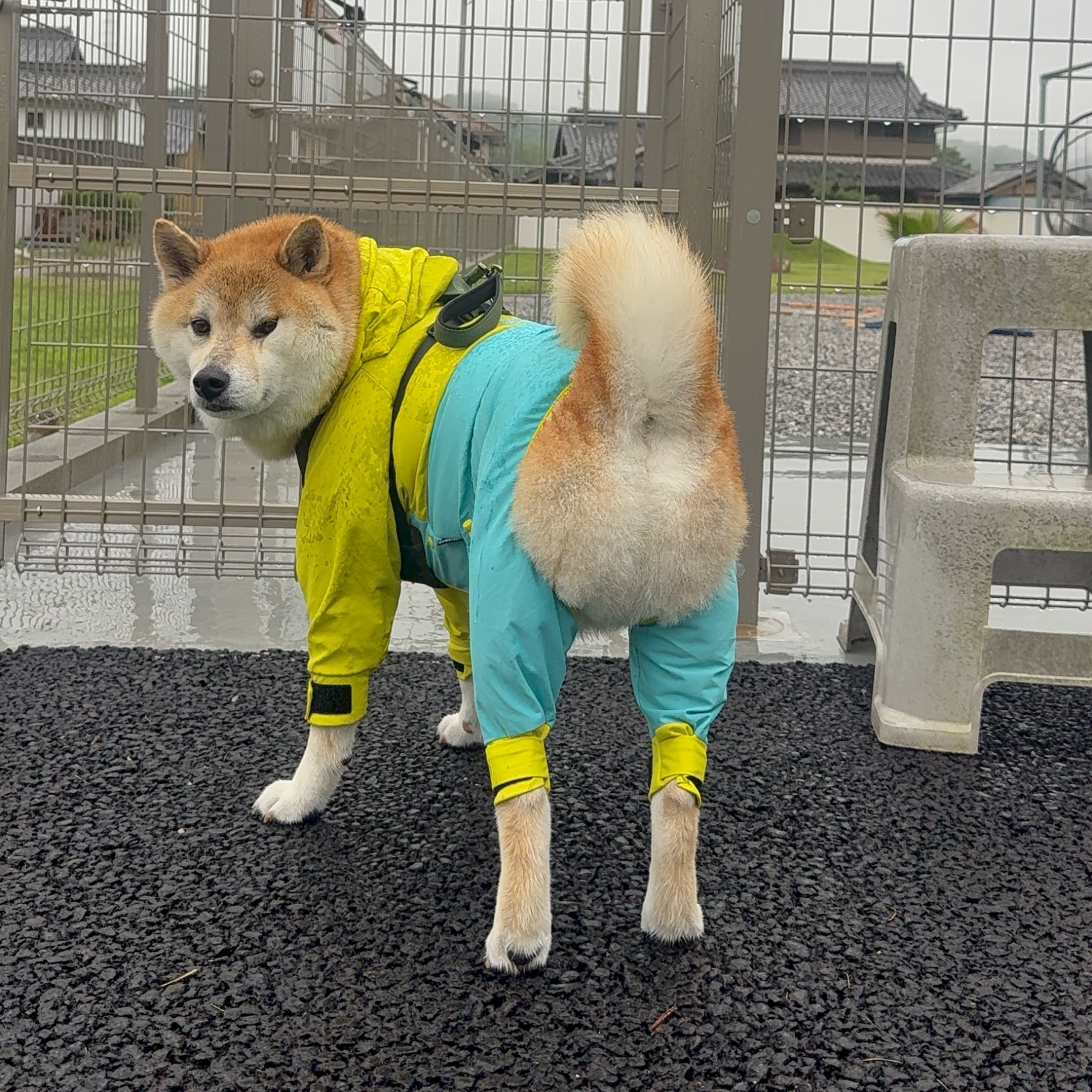 もちごめ soukai_4973360340184