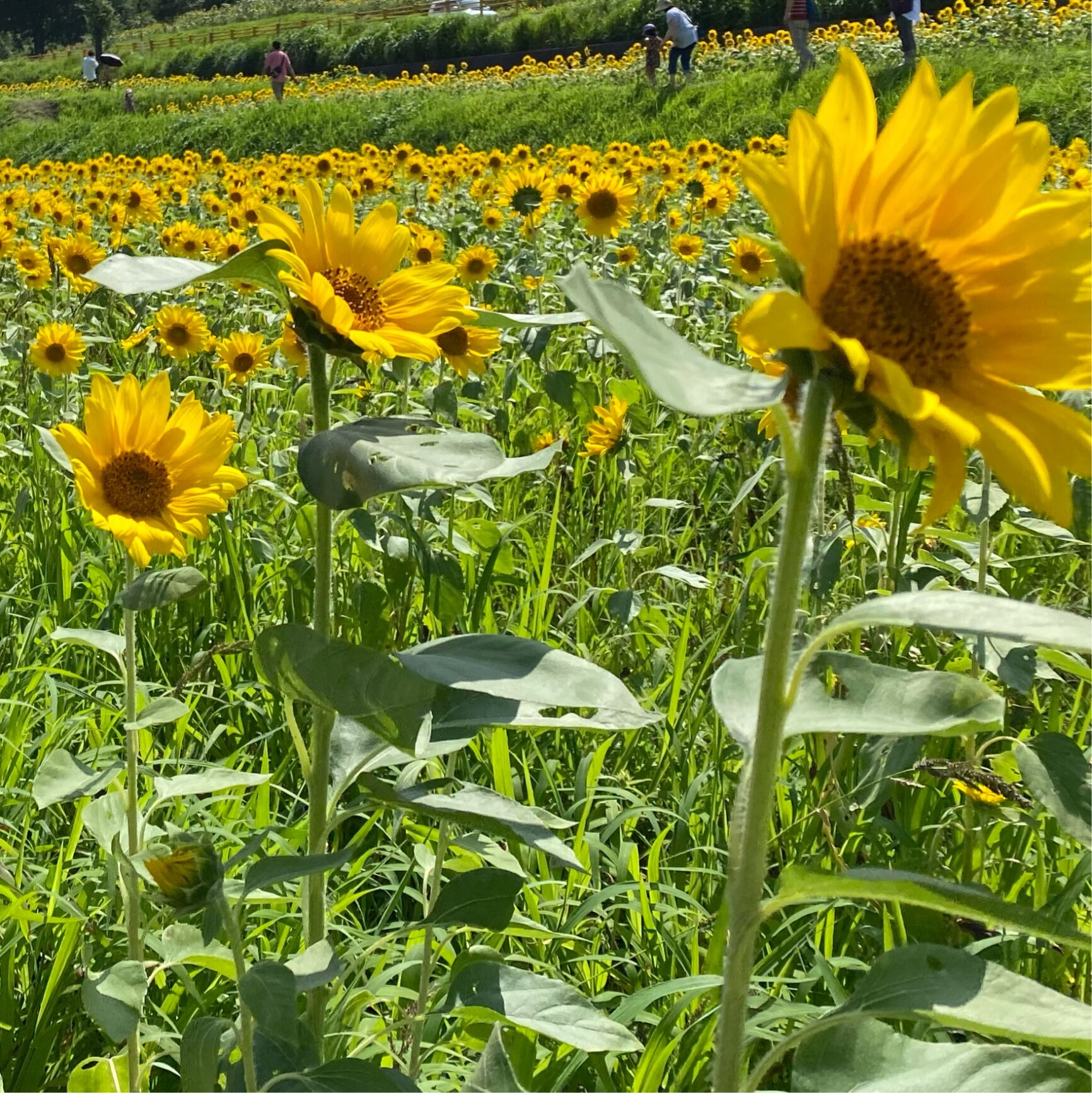 よっくん家のroom 欲しい に出会える