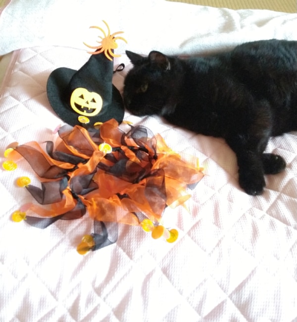 猫洋服 ハロウィン コスプレ 魔女 二点セット 魔女コスチューム 猫用