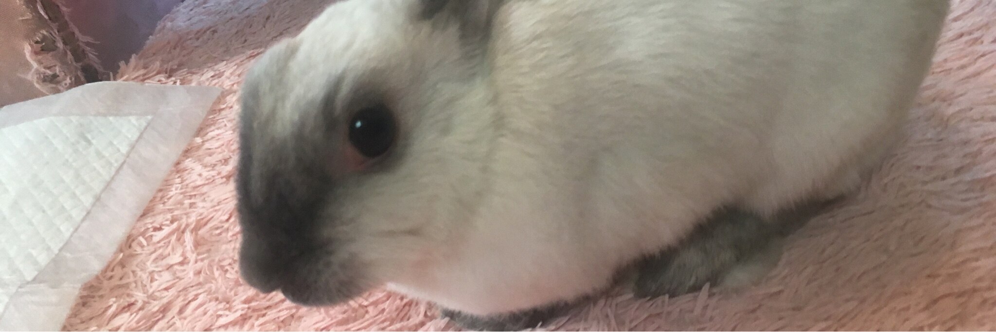かげうさぎのroom 欲しい に出会える かげうさぎのroom 欲しい に出会える