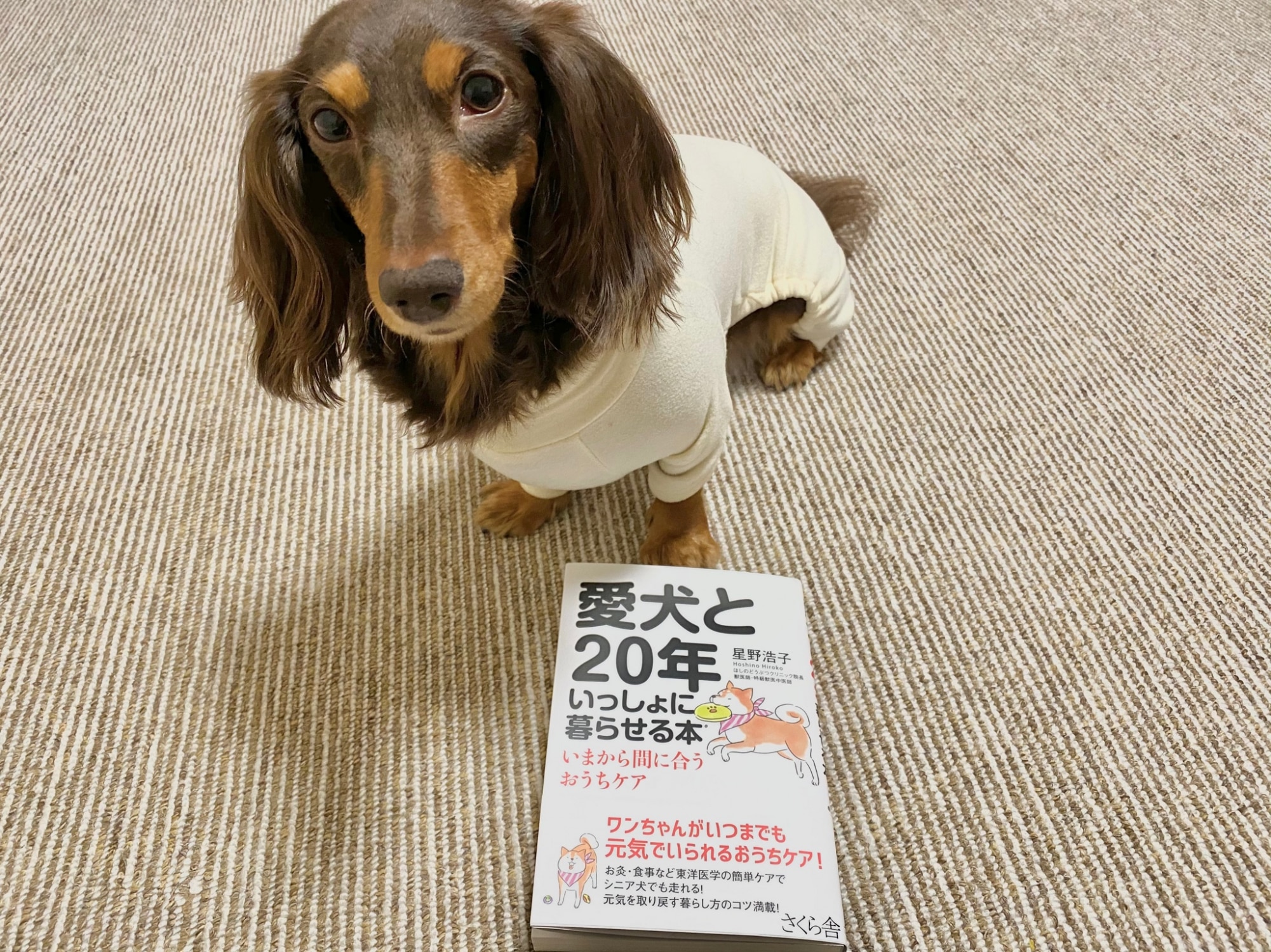 愛犬と年いっしょに暮らせる本 いまから間に合うおうちケア 星野浩子